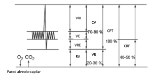 Espirometría (valores en % de CPT) - VRI = volumen de reserva inspiratorio, VC = volumen corriente, VRE = volumen de reserva espiratorio, VR = volumen residual, CV = capacidad vital, CPT = capacidad pulmonar total, CRF = capacidad residual funcional.